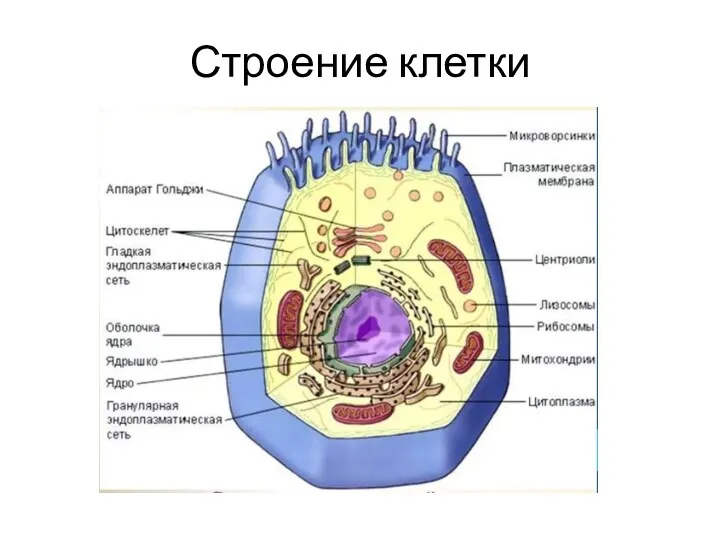 Строение клетки