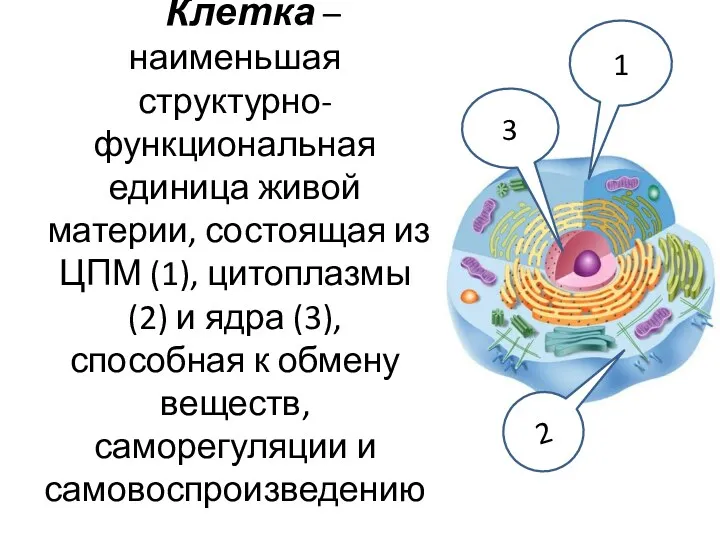 Клетка – наименьшая структурно-функциональная единица живой материи, состоящая из ЦПМ