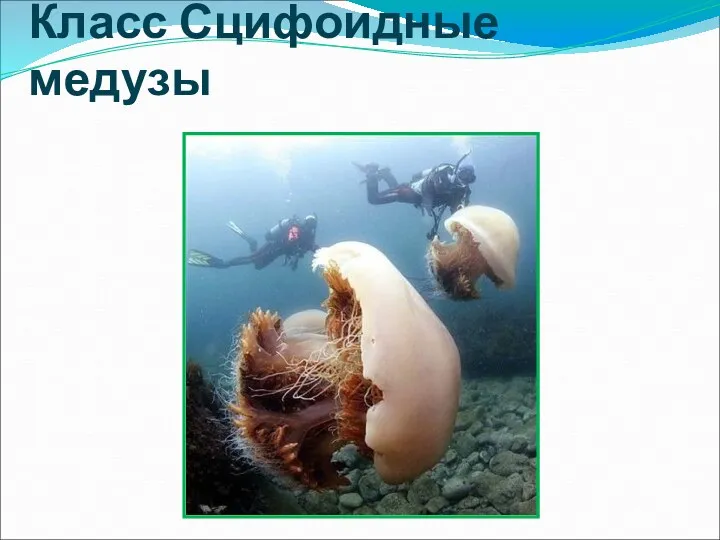 Класс Сцифоидные медузы