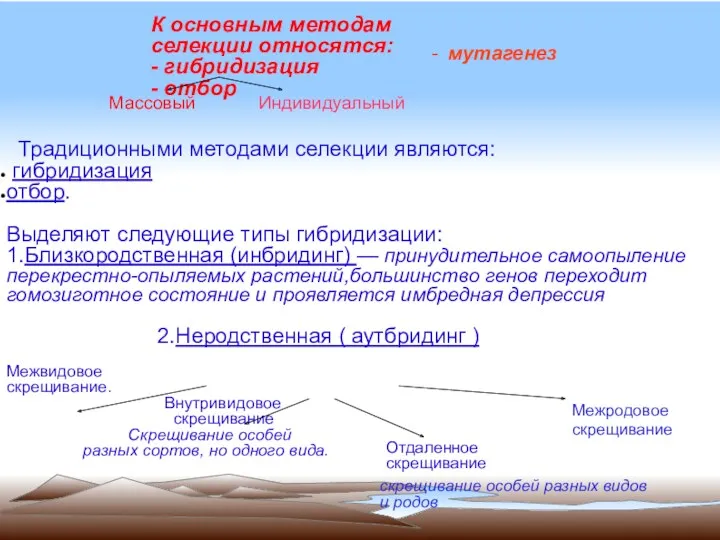 К основным методам селекции относятся: - гибридизация - отбор Традиционными