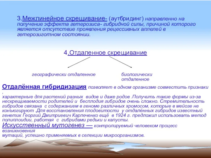 3.Межлинейное скрещивание- (аутбридинг) направленно на получение эффекта гетерозиса- гибридной силы,