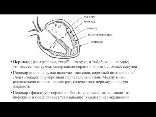 Перикард (по-гречески, “περί” — вокруг, и “κάρδιον” — сердце) —