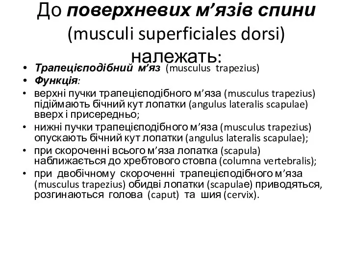 До поверхневих м’язів спини (musculi superficiales dorsi) належать: Трапецієподібний м’яз