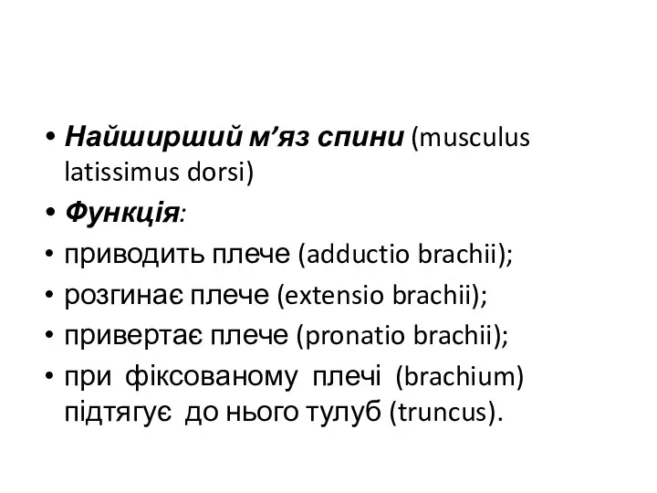Найширший м’яз спини (musculus latissimus dorsi) Функція: приводить плече (adductio
