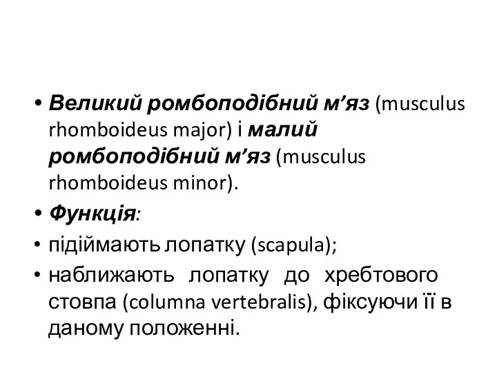 Великий ромбоподібний м’яз (musculus rhomboideus major) і малий ромбоподібний м’яз