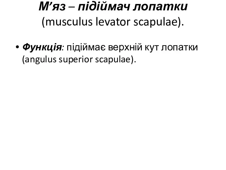 М’яз – підіймач лопатки (musculus levator scapulae). Функція: підіймає верхній кут лопатки (angulus superior scapulae).