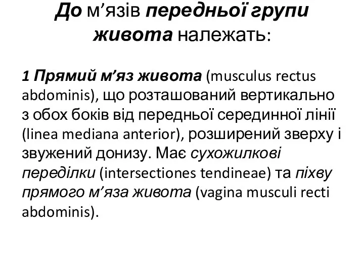 До м’язів передньої групи живота належать: 1 Прямий м’яз живота