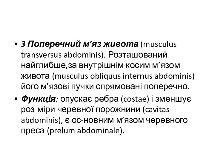 3 Поперечний м’яз живота (musculus transversus abdominis). Розташований найглибше,за внутрішнім