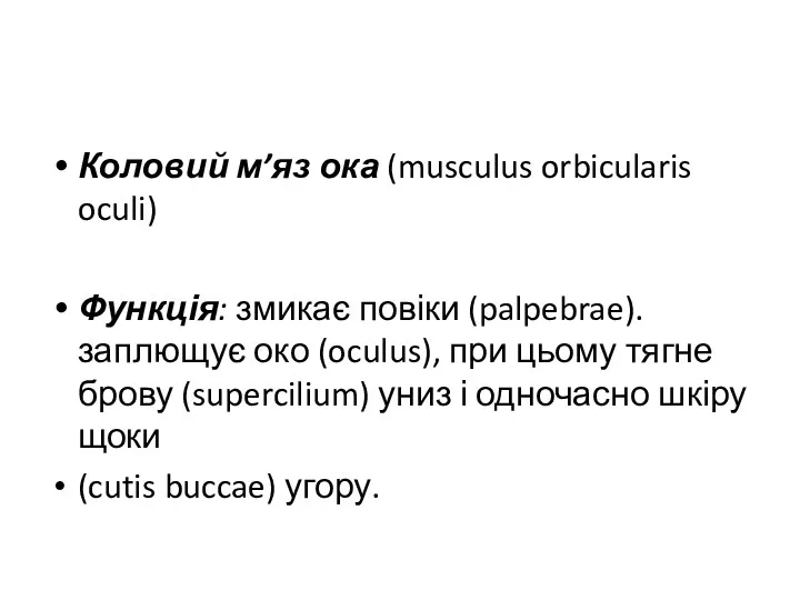 Коловий м’яз ока (musculus orbicularis oculi) Функція: змикає повіки (palpebrae).
