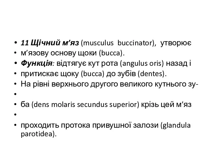 11 Щічний м’яз (musculus buccinator), утворює м’язову основу щоки (bucca).