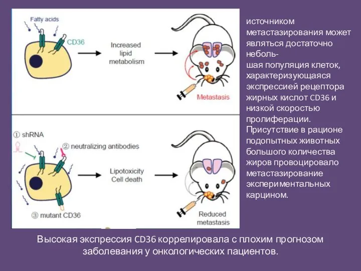 источником метастазирования может являться достаточно неболь- шая популяция клеток, характеризующаяся