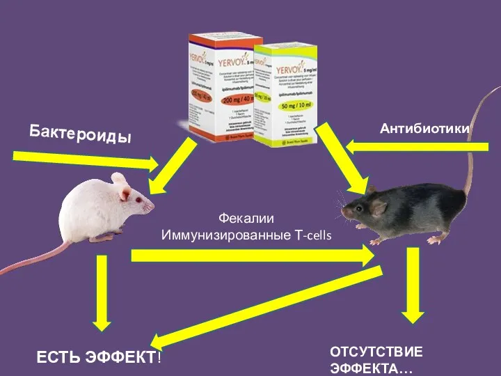 Бактероиды Антибиотики ЕСТЬ ЭФФЕКТ! ОТСУТСТВИЕ ЭФФЕКТА… Фекалии Иммунизированные Т-cells