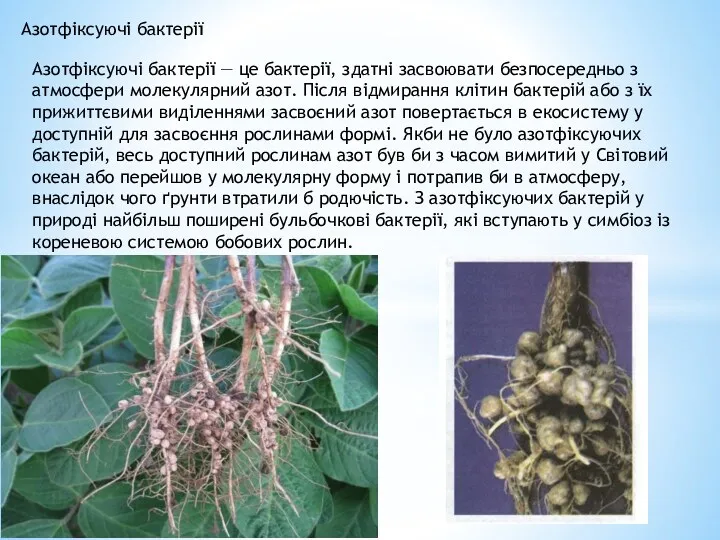 Азотфіксуючі бактерії Азотфіксуючі бактерії — це бактерії, здатні засвоювати безпосередньо