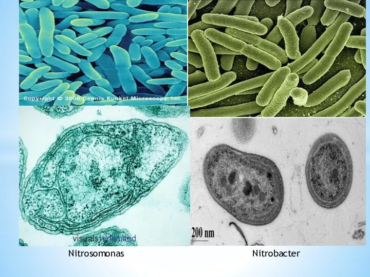 Nitrosomonas Nitrobacter