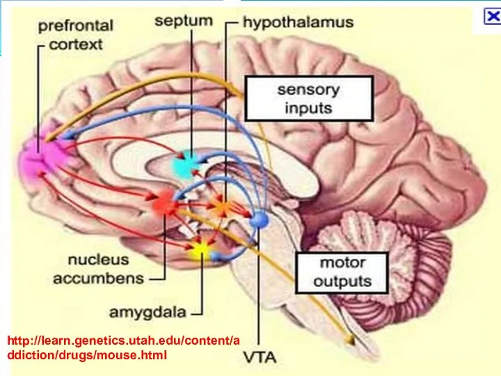 http://learn.genetics.utah.edu/content/addiction/drugs/mouse.html http://learn.genetics.utah.edu/content/addiction/drugs/mouse.html http://learn.genetics.utah.edu/content/addiction/drugs/mouse.html http://learn.genetics.utah.edu/content/addiction/drugs/mouse.html