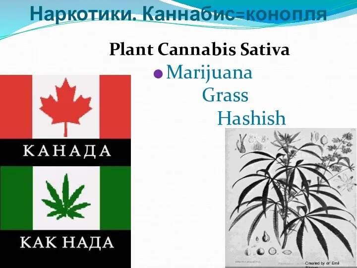 Наркотики. Каннабис=конопля Plant Cannabis Sativa Marijuana Grass Hashish Created by
