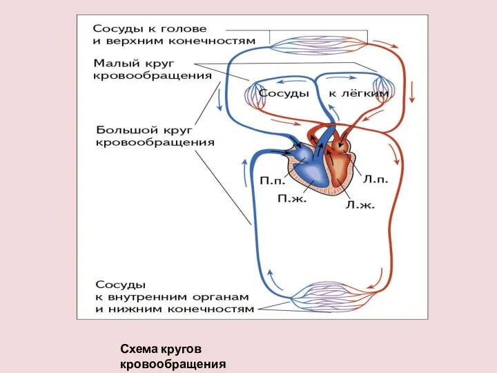 Схема кругов кровообращения