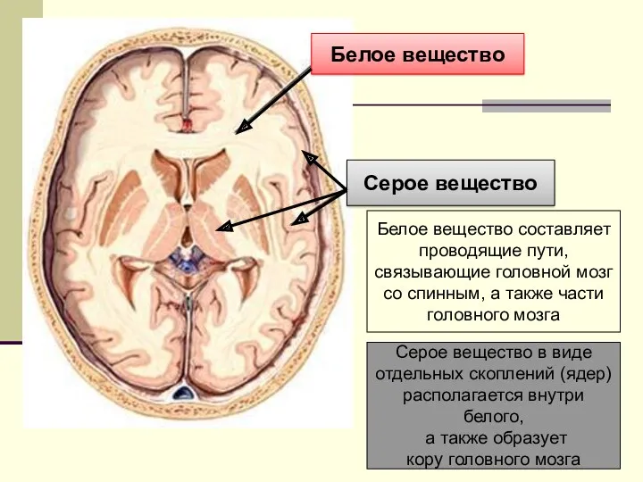 Белое вещество Серое вещество Белое вещество составляет проводящие пути, связывающие