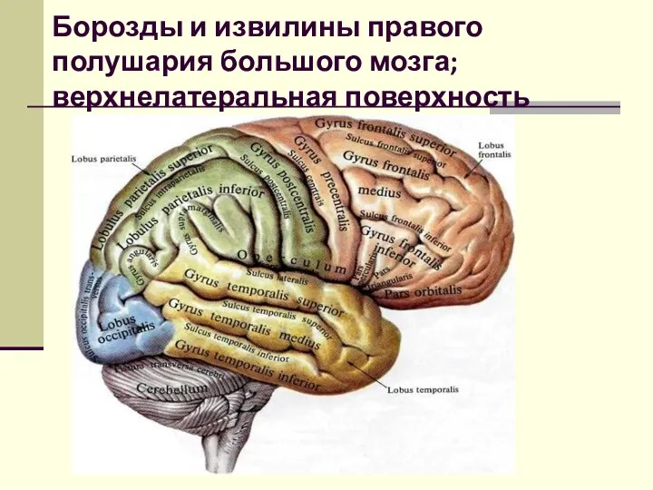 Борозды и извилины правого полушария большого мозга; верхнелатеральная поверхность