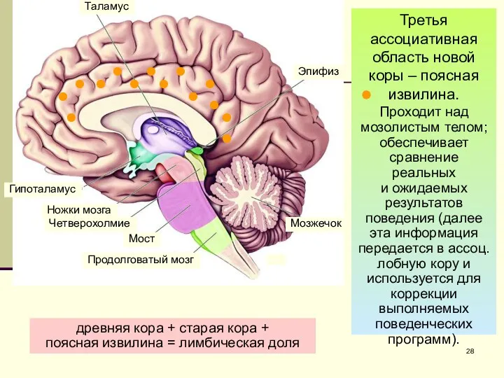 Таламус Гипоталамус Ножки мозга Четверохолмие Мост Продолговатый мозг Мозжечок Эпифиз