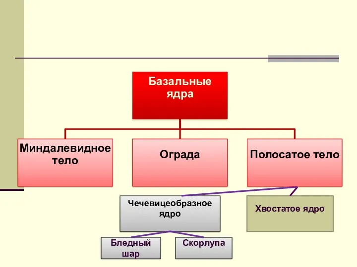 Чечевицеобразное ядро Хвостатое ядро Бледный шар Скорлупа