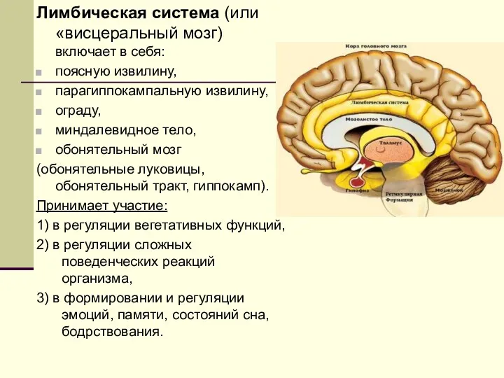Лимбическая система (или «висцеральный мозг) включает в себя: поясную извилину,