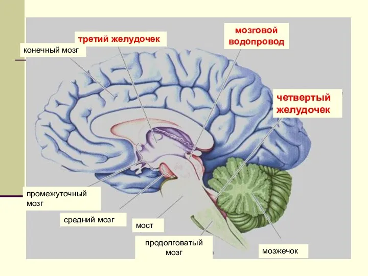 средний мозг мост продолговатый мозг промежуточный мозг конечный мозг третий желудочек мозговой водопровод четвертый желудочек мозжечок