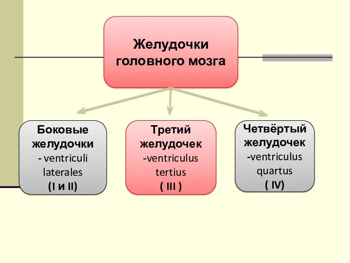 Желудочки головного мозга Боковые желудочки - ventriculi laterales (I и