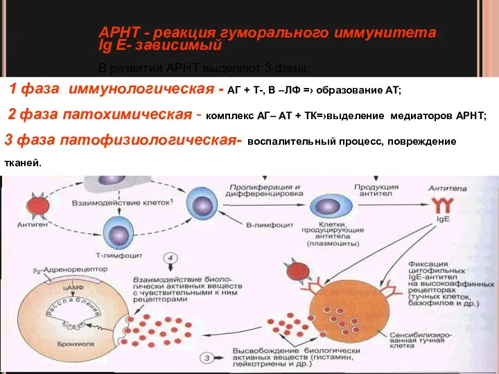 АРНТ - реакция гуморального иммунитета Ig E- зависимый В развитии