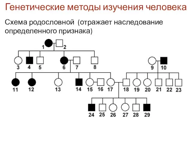 Генетические методы изучения человека Схема родословной (отражает наследование определенного признака)