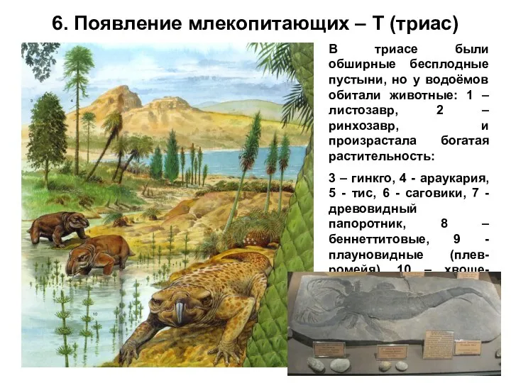 6. Появление млекопитающих – Т (триас) В триасе были обширные