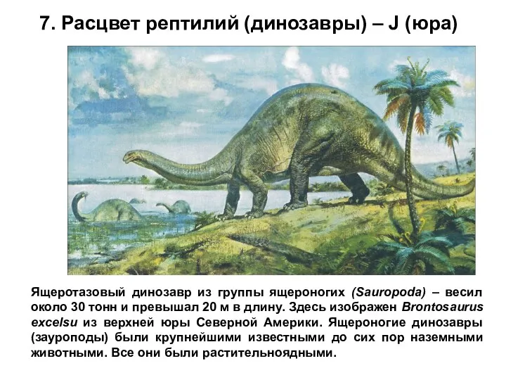 7. Расцвет рептилий (динозавры) – J (юра) Ящеротазовый динозавр из группы ящероногих (Sauropoda)