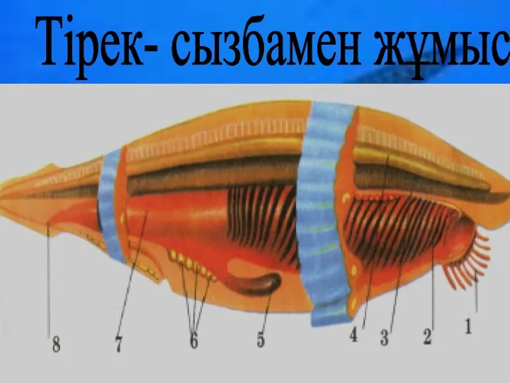 Тірек- сызбамен жұмыс