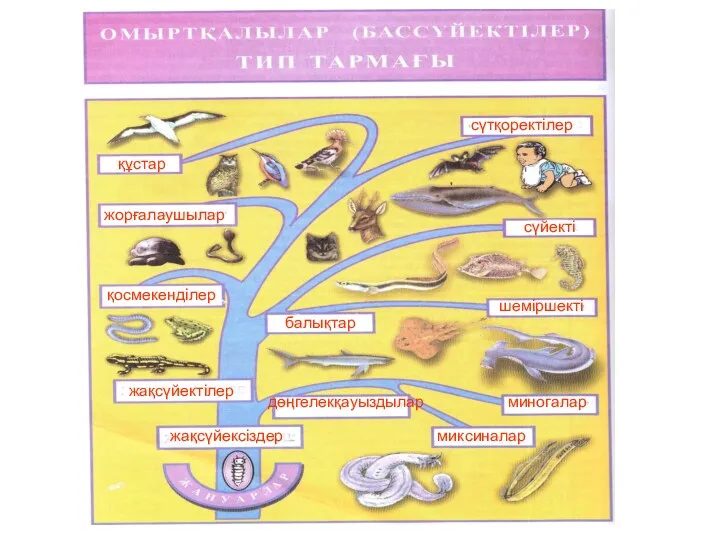 құстар жорғалаушылар қосмекенділер жақсүйектілер жақсүйексіздер сүтқоректілер сүйекті шеміршекті балықтар дөңгелекқауыздылар миногалар миксиналар