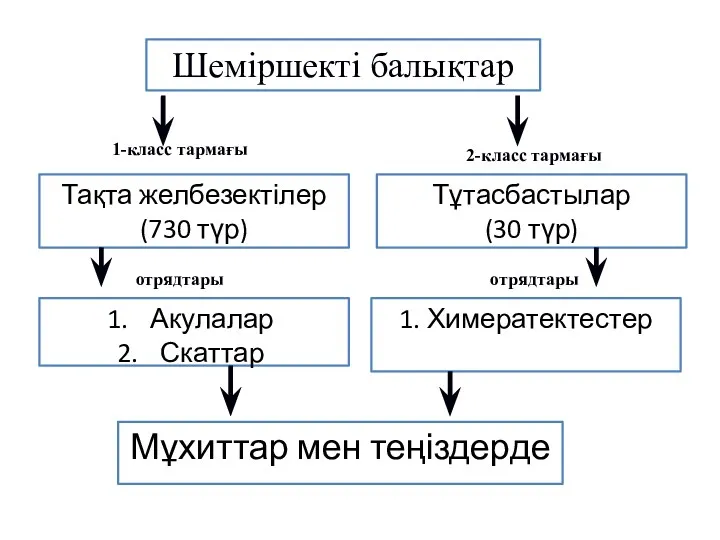 Тақта желбезектілер (730 түр) Шеміршекті балықтар Тұтасбастылар (30 түр) Акулалар