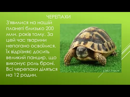 ЧЕРЕПАХИ З'явилися на нашій планеті близько 200 млн. років тому.