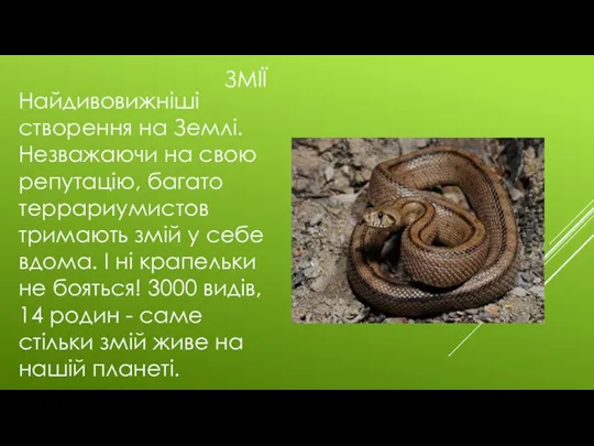 ЗМІЇ Найдивовижніші створення на Землі. Незважаючи на свою репутацію, багато