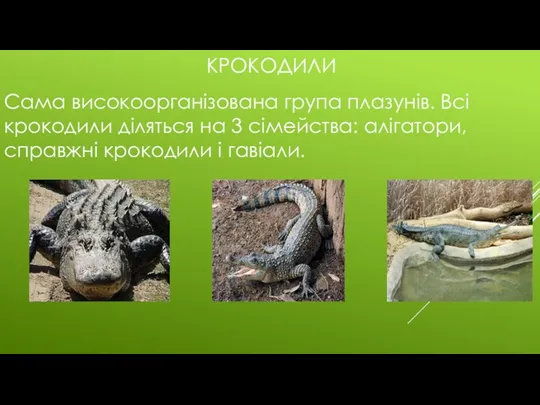 КРОКОДИЛИ Сама високоорганізована група плазунів. Всі крокодили діляться на 3 сімейства: алігатори, справжні крокодили і гавіали.