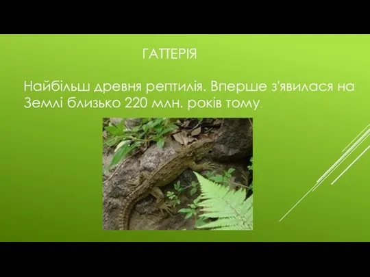 ГАТТЕРІЯ Найбільш древня рептилія. Вперше з'явилася на Землі близько 220 млн. років тому.