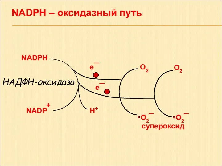 NADPH O2 НАДФН-оксидаза NADP + H+ O2¯ супероксид O2 O2¯ e¯ e¯ NADPH – оксидазный путь
