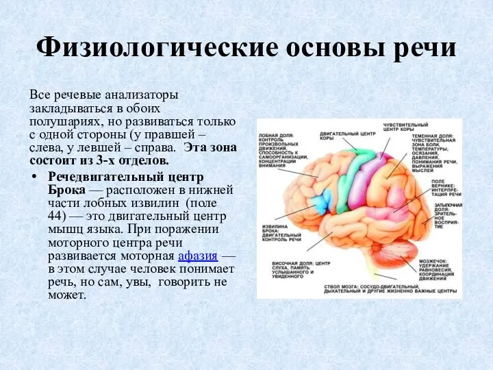 Физиологические основы речи Все речевые анализаторы закладываться в обоих полушариях,