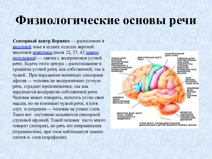 Физиологические основы речи Сенсорный центр Вернике — расположен в височной