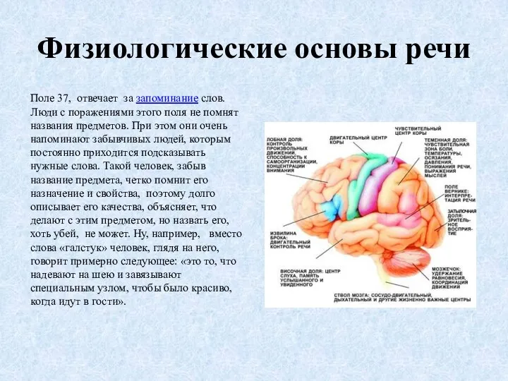 Физиологические основы речи Поле 37, отвечает за запоминание слов. Люди