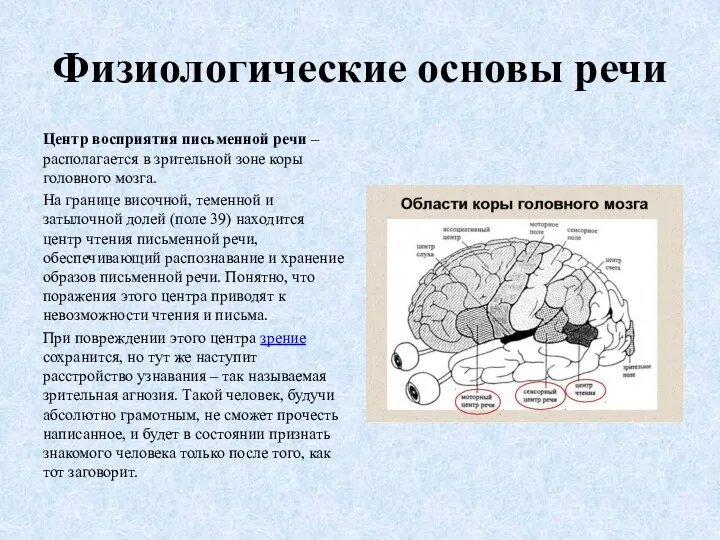 Физиологические основы речи Центр восприятия письменной речи – располагается в