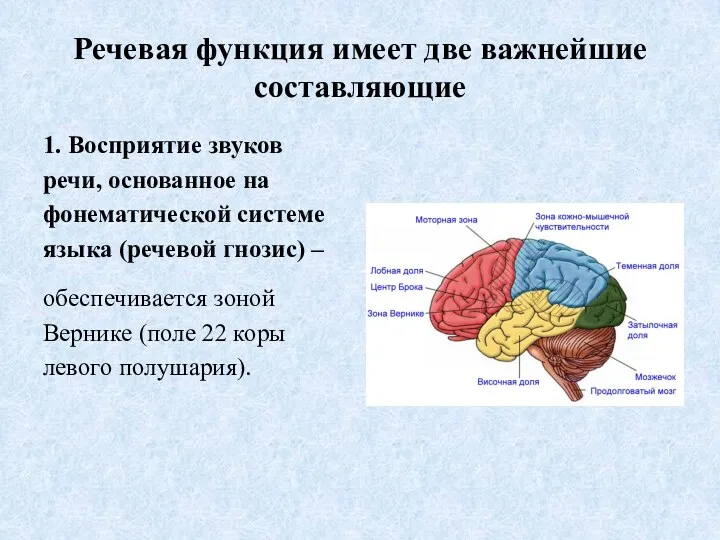 Речевая функция имеет две важнейшие составляющие 1. Восприятие звуков речи,