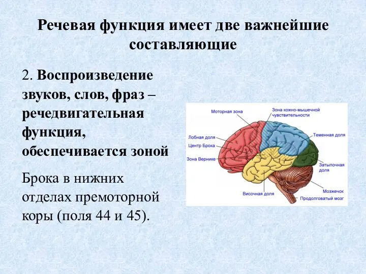 Речевая функция имеет две важнейшие составляющие 2. Воспроизведение звуков, слов,