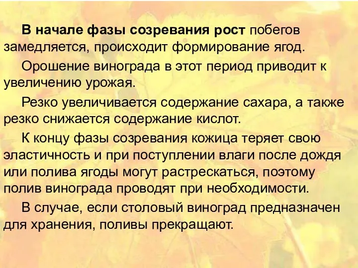 В начале фазы созревания рост побегов замедляется, происходит формирование ягод.