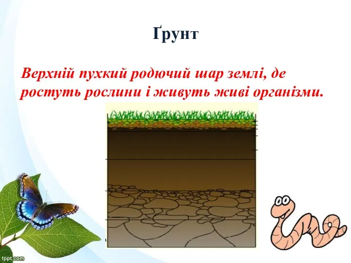 Ґрунт Верхній пухкий родючий шар землі, де ростуть рослини і живуть живі організми.