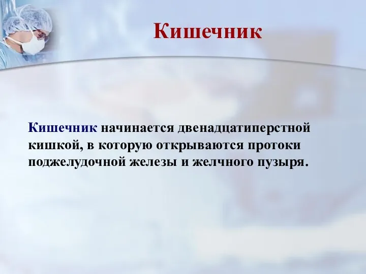 Кишечник начинается двенадцатиперстной кишкой, в которую открываются протоки поджелудочной железы и желчного пузыря. Кишечник