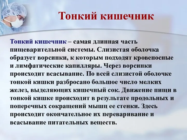 Тонкий кишечник – самая длинная часть пищеварительной системы. Слизистая оболочка